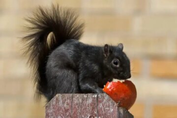 Why Black Squirrels Are Suddenly Everywhere in California Parks