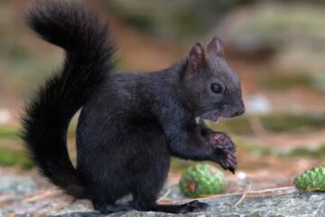 Why Some Squirrels in Indiana Suddenly Turn Completely Black?