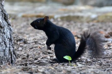 What Most Kentucky Homeowners Don’t Realize About Black Squirrels
