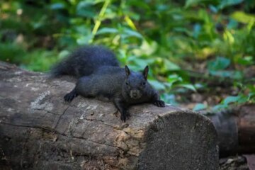 Why Some Squirrels in Louisiana Suddenly Turn Completely Black?