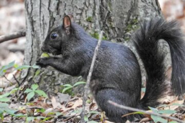 What Most Maine Homeowners Don’t Realize About Black Squirrels