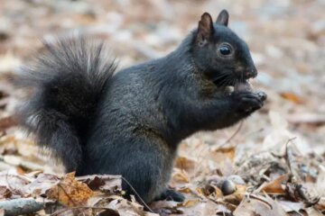 Why Black Squirrels Are Suddenly Showing Up More in Massachusetts