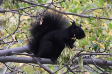 Why Some Squirrels in North Carolina Suddenly Turn Completely Black?