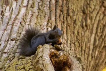 What Most West Virginia Homeowners Don’t Realize About Black Squirrels