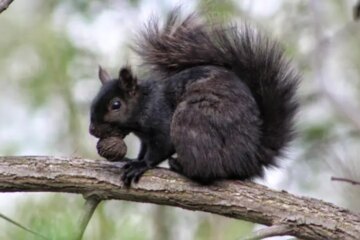 What Most Wisconsin Homeowners Don’t Realize About Black Squirrels