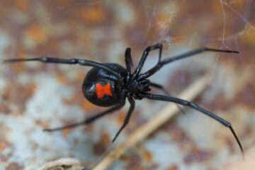 Colorado’s Most Feared “Poisonous Spider” Rarely Causes Bites