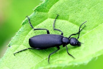 Why Kansas Farmers Avoid Blister Beetles in Hay