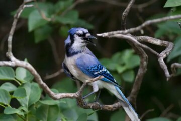 What Most Connecticut Residents Don’t Realize About Blue Jays Watching Their Homes