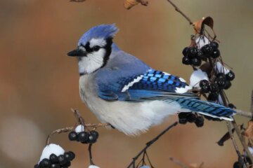 What Most Georgia Residents Don’t Realize About Blue Jays Watching Their Homes