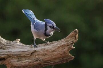 What Most Illinois Residents Don’t Realize About Blue Jays Watching Their Homes