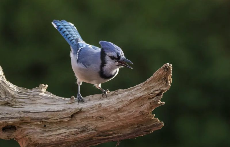 Blue Jays in Illinois
