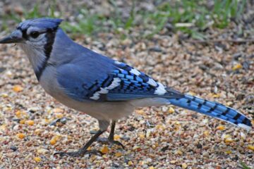 What Most Kansas Residents Don’t Realize About Blue Jays Watching Their Homes