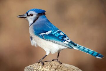 What Most Maine Residents Don’t Realize About Blue Jays Around Their Homes