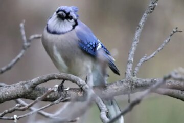 What Most Minnesota Residents Don’t Realize About Blue Jays Watching Their Homes
