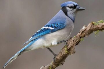 What Most Mississippi Residents Don’t Realize About Blue Jays Watching Their Homes