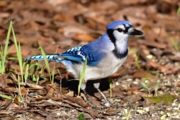 Why Blue Jays Are Suddenly More Active in New Jersey Backyards