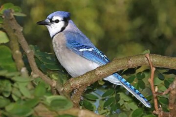 What Most Ohio Residents Don’t Realize About Blue Jays Watching Their Homes