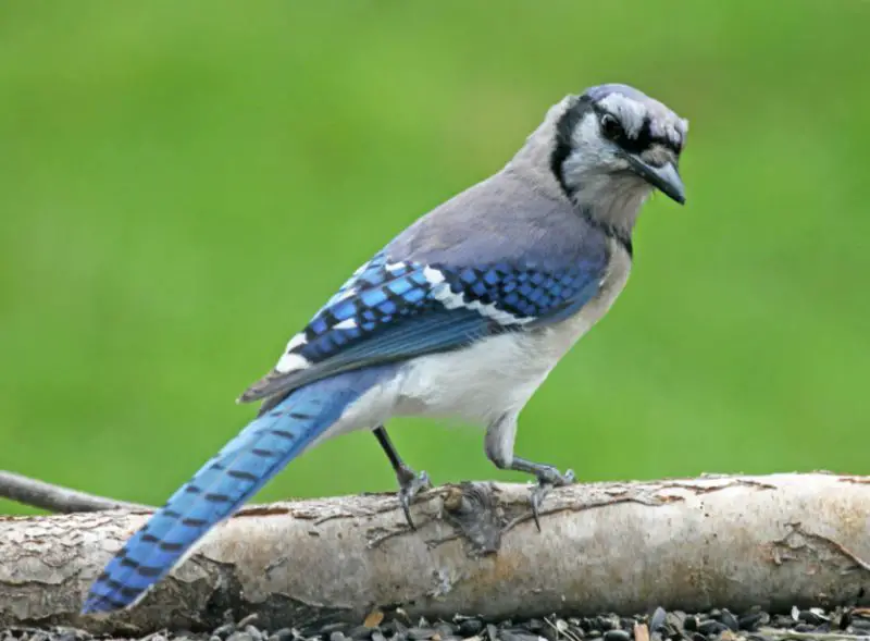 Blue Jays in Tennessee