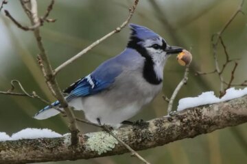 What Most West Virginia Residents Don’t Realize About Blue Jays Watching Their Homes