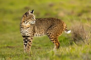 What Most California Residents Don’t Realize About Bobcats Around Their Homes