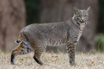 Can Bobcats in Louisiana Breed With Feral Cats?