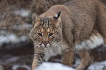 Do Bobcats in Pennsylvania Ever Mate With Domestic Cats?