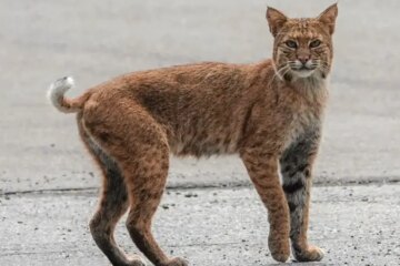 What Most Pennsylvania Residents Don’t Realize About Bobcats Around Their Homes