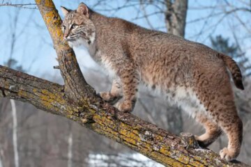 Do Bobcats in Colorado Ever Breed With Domestic Cats?