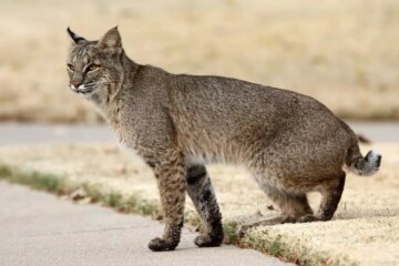 What Most Texas Residents Don’t Realize About Bobcats Around Their Homes
