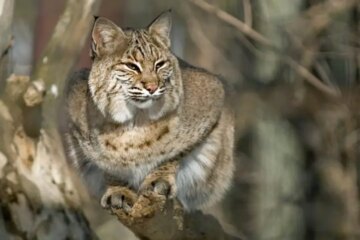 What Most Virginia Residents Don’t Realize About Bobcats Around Their Homes
