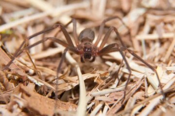 What Most Missouri Families Don’t Realize About Brown Recluse Bites