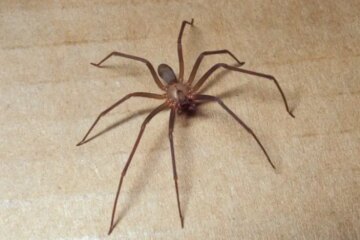 How Dangerous Are Brown Recluse Spiders in Missouri Homes