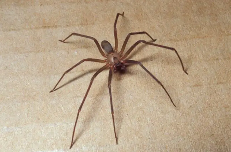 Brown Recluse Spiders in Missouri Homes