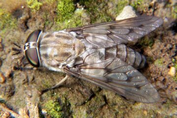 California’s Horse Flies and the Painful Attacks Near Rivers