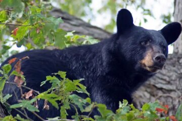Can Black Bears in North Carolina Interbreed with Brown Bears?