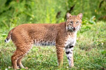 Can Bobcats in Alabama Breed with Domestic Cats?