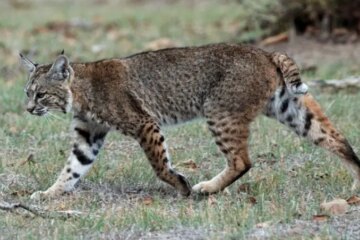 Can Bobcats in North Carolina Breed with Domestic Cats?