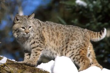 Can Bobcats in Ohio Breed with Domestic Cats?