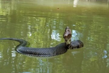 Can Cottonmouths in Florida Interbreed with Other Water Snakes?