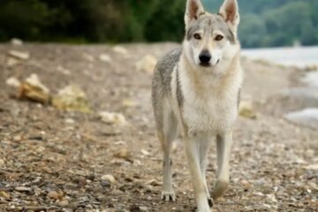 Can Coyotes in Pennsylvania Mate with Domestic Dogs?
