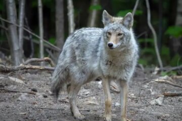 Can Coyotes in Vermont Mate with Domestic Dogs?