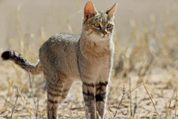 Can Domestic Cats Interbreed With Wildcats in Wyoming?