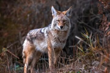 Can Domestic Dogs Mate With Coyotes in Rural North Dakota?