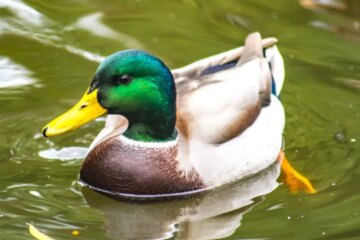 Can Ducks in Minnesota Interbreed Across Species?