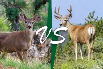Can Elk in Montana Interbreed with Deer?