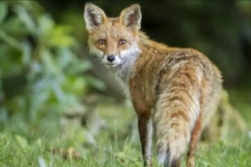 Can Foxes in North Carolina Breed with Dogs?