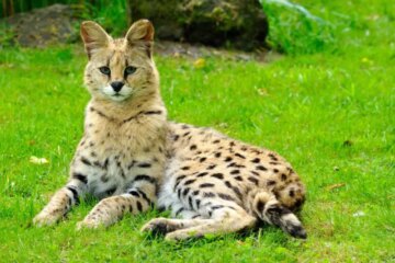 Can House Cats Interbreed With Wild Servals in Georgia?