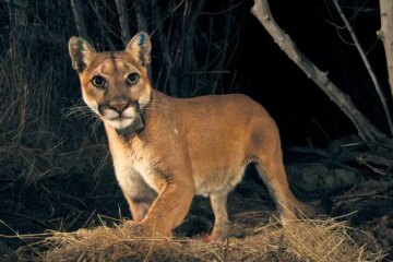 Can Mountain Lions in California Interbreed with Bobcats?