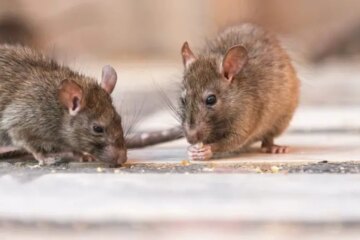 Can Rats in New York Interbreed Between Species?