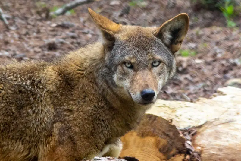 Can Red Wolves in North Carolina Breed With Coyotes